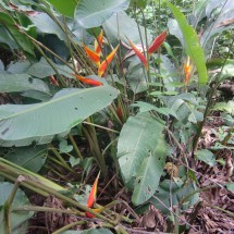 Flowers of La Jungla